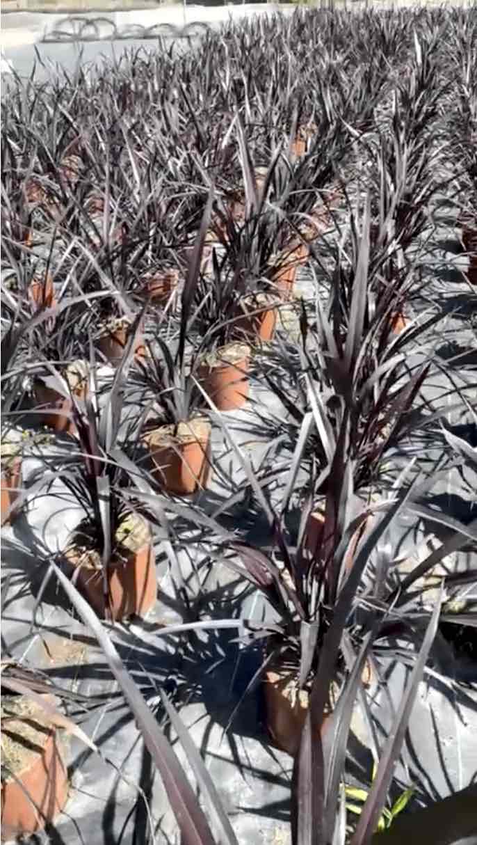 Phormium Black Adder Vivercid Vivero Web Vivercid