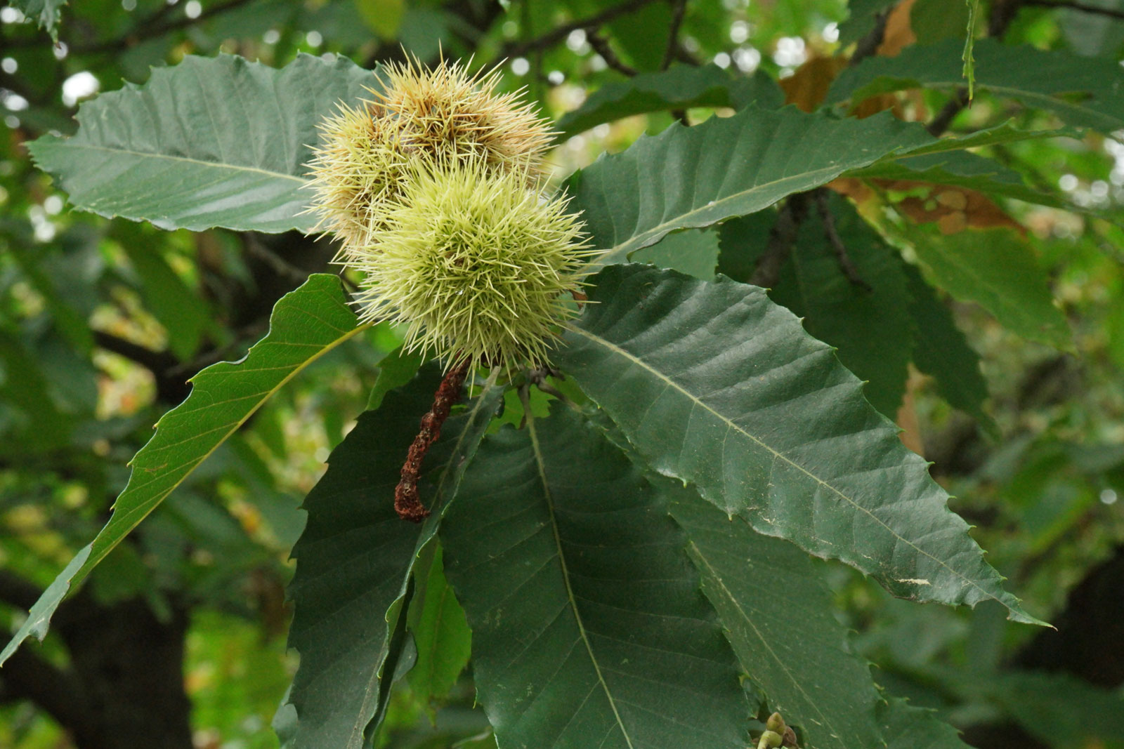 Каштан съедобный (Castanea Sativa)*