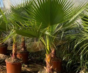 washingtonia filifera plantas que soportan climas costeros vivercid valencia vivero